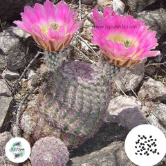 40 Seeds Echinocereus pectinatus Cactus Succulent seeds