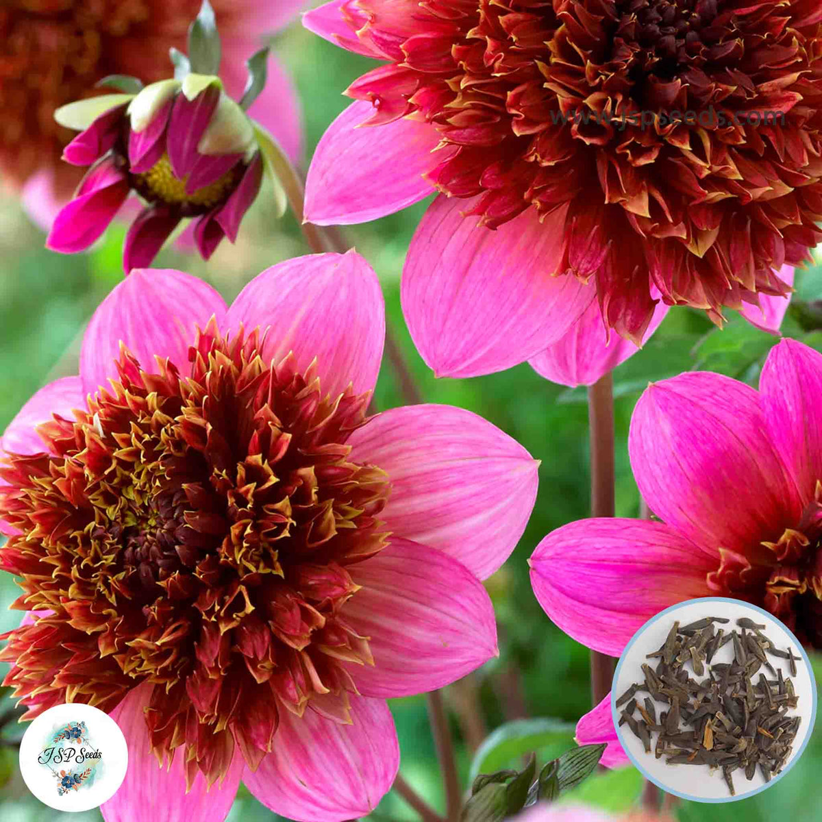 50 The Phantom Dahlia Seeds (Flower Garden Potted Plants)