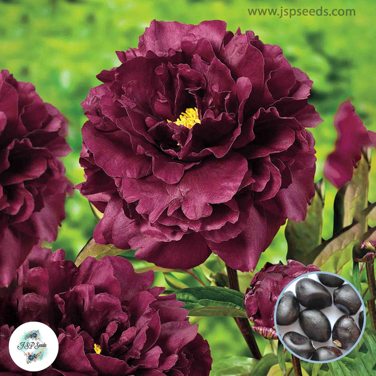 20 Black Beauty Peony Paeoniaceae Paeonia suffruticosa Tree Flower Plant Seeds (Lucky Flower) (Flower Garden Potted Plants)