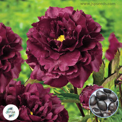 20 Black Beauty Peony Paeoniaceae Paeonia suffruticosa Tree Flower Plant Seeds (Lucky Flower) (Flower Garden Potted Plants)