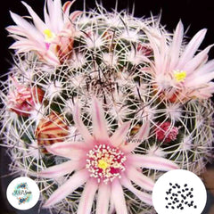 40 Seeds Mammillaria johnstonii Cactus Succulent seeds