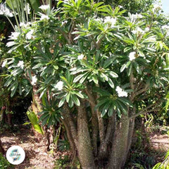 Pachypodium rutenbergianum / 40 seeds (Madagascar palm)