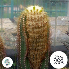 40 seeds Buiningia aurea  Cactus Succulent seeds  HU116