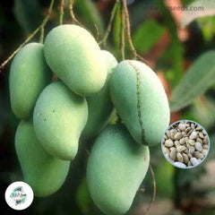 5 Thai Thongdum Mango Seeds (Asia Fruit) Delicious Mango Fruit Tree (Mangifera indica L.)