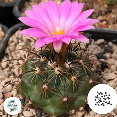 40 seeds Coryphantha ramillosa Cactus Succulent seeds