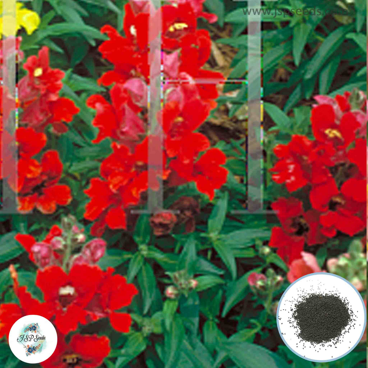 300 Little Darling Snapdragons (Antirrhinum majus) Seeds (Flower Garden Plants)