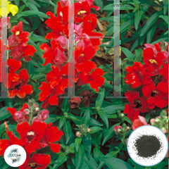 300 Little Darling Snapdragons (Antirrhinum majus) Seeds (Flower Garden Plants)