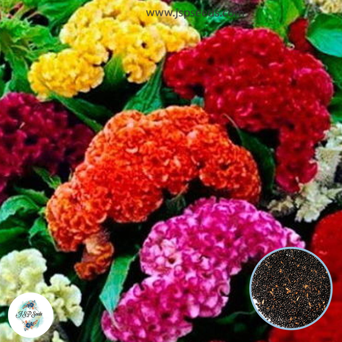 200 Red Celosia Cristata Mixed Cockscomb Dried Flowers Cutflowers Seeds