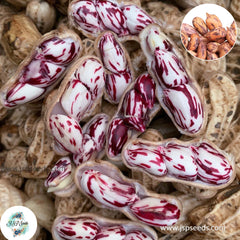 20 Tiger Stripe Peanut Organic Heirloom Seeds