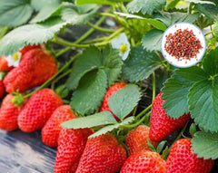 100 Giant Japan Red Strawberry Organic Bonsai Sweet Juicy Fruit Seeds