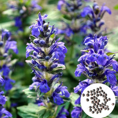 100 Sage Flower Seeds (Plant Flower)