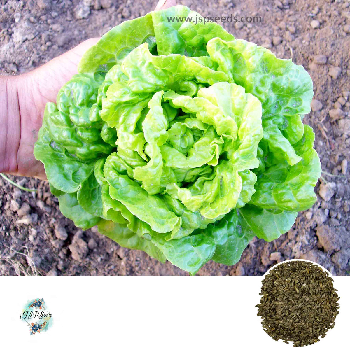 300 Tom Thumb Lettuce Organic Heirloom Seeds (Vegetable) Non Gmo