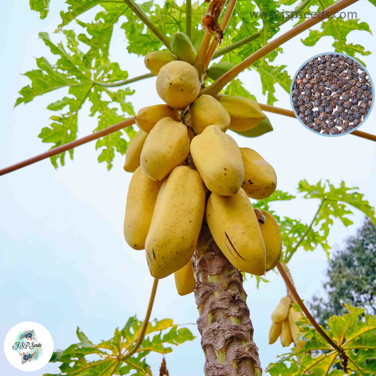 50 Golden Papaya Seeds (Asia Fruit)