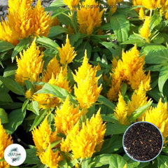 200 Yellow Fire Celosia Seeds Celosia plumosa Annual Blooms Flowering Seeds