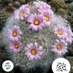 40 seeds Mammillaria glassii L1339 v. ascensionensis  Cactus Succulent seeds