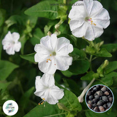 30 White Four O'clock Flowers Seeds 4 O'clock Seeds Perennial Seeds (Asia Flower) Mirabilis jalapa