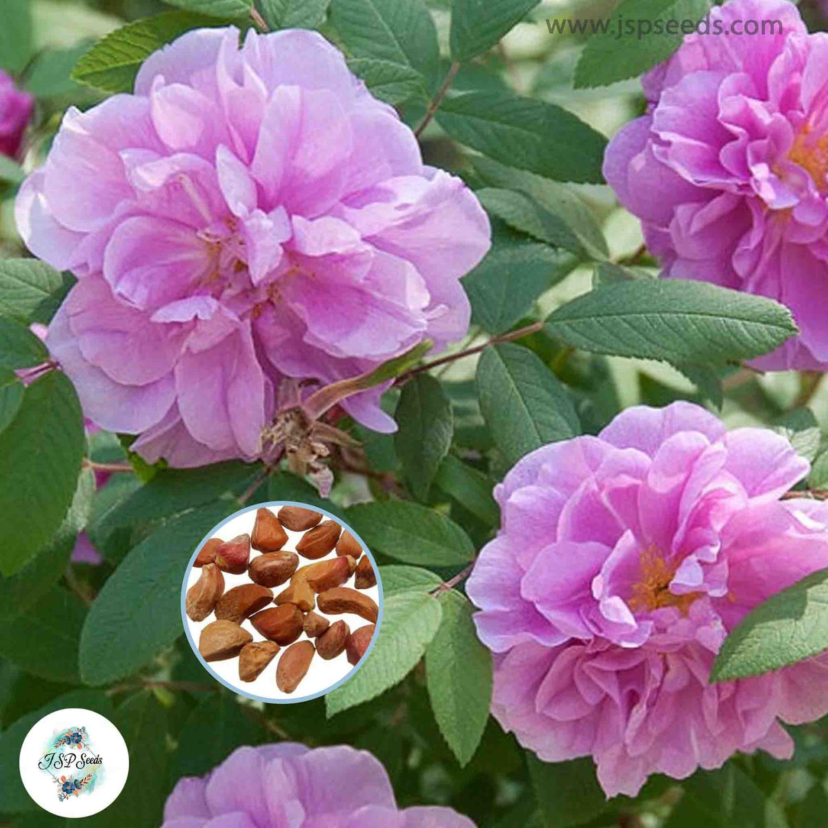 Fragrant Rugosa Roses 50 Heirloom Nou Pink Japanese Rose Ruga Rugosa Perennial Fragrant flow ...