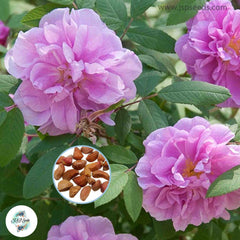 50 Heirloom Nou Pink Japanese Rose Ruga Rugosa Perennial Fragrant flower Bonsai Garden Seeds