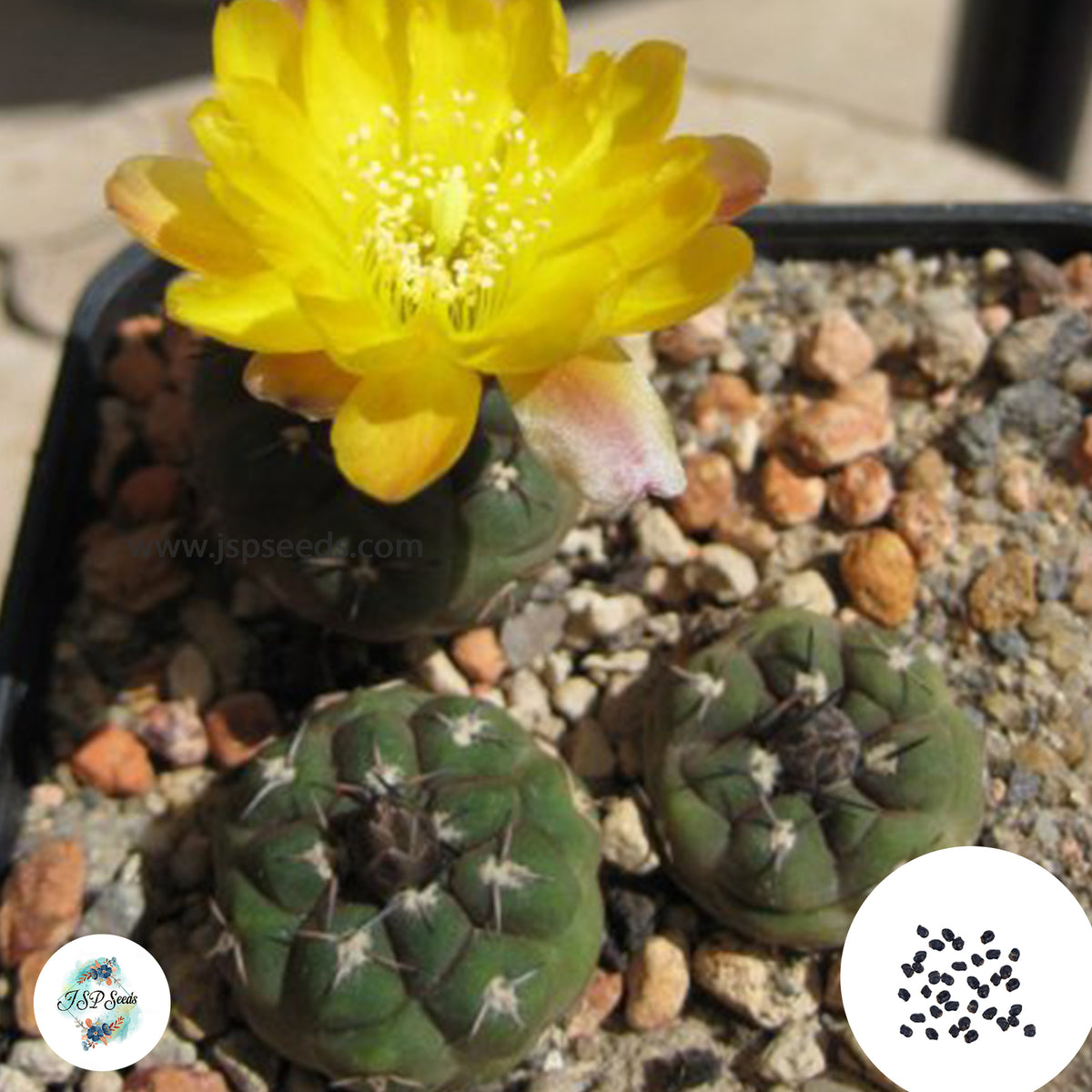 40 Seeds Weingartia kargliana Cactus Succulent seeds