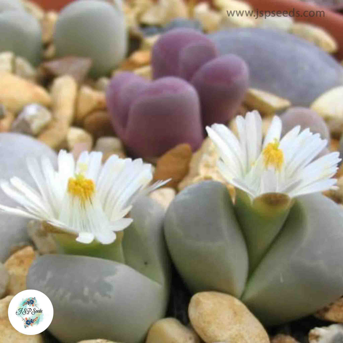 Lithops optica / 40 seeds (Living stones)