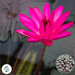 15 Thai Heirloom Lotus flower Bonsai Seeds Water Plants (Original Thai Seeds) 048