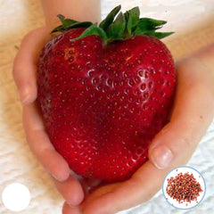 100 Giant Red Strawberry Seeds (Asia Fruit)