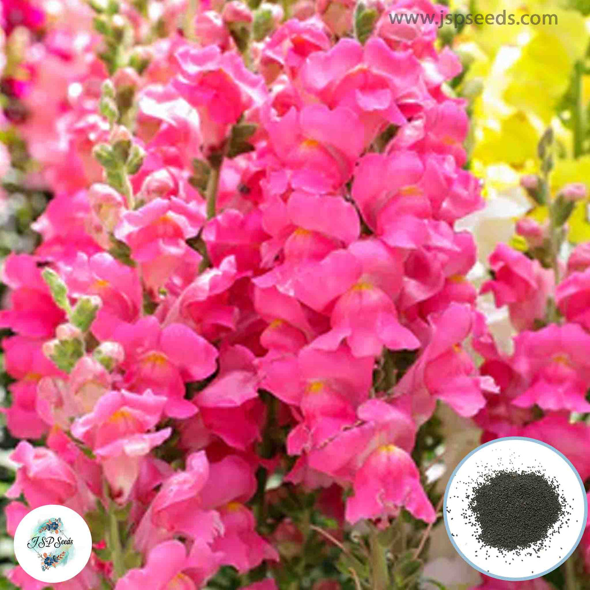 300 Maximum Snapdragons (Antirrhinum majus) Seeds (Flower Garden Plants)