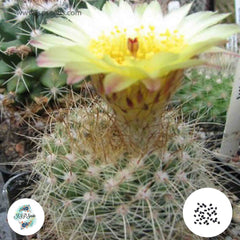 40 Seeds Notocactus agnetae Cactus Succulent seeds