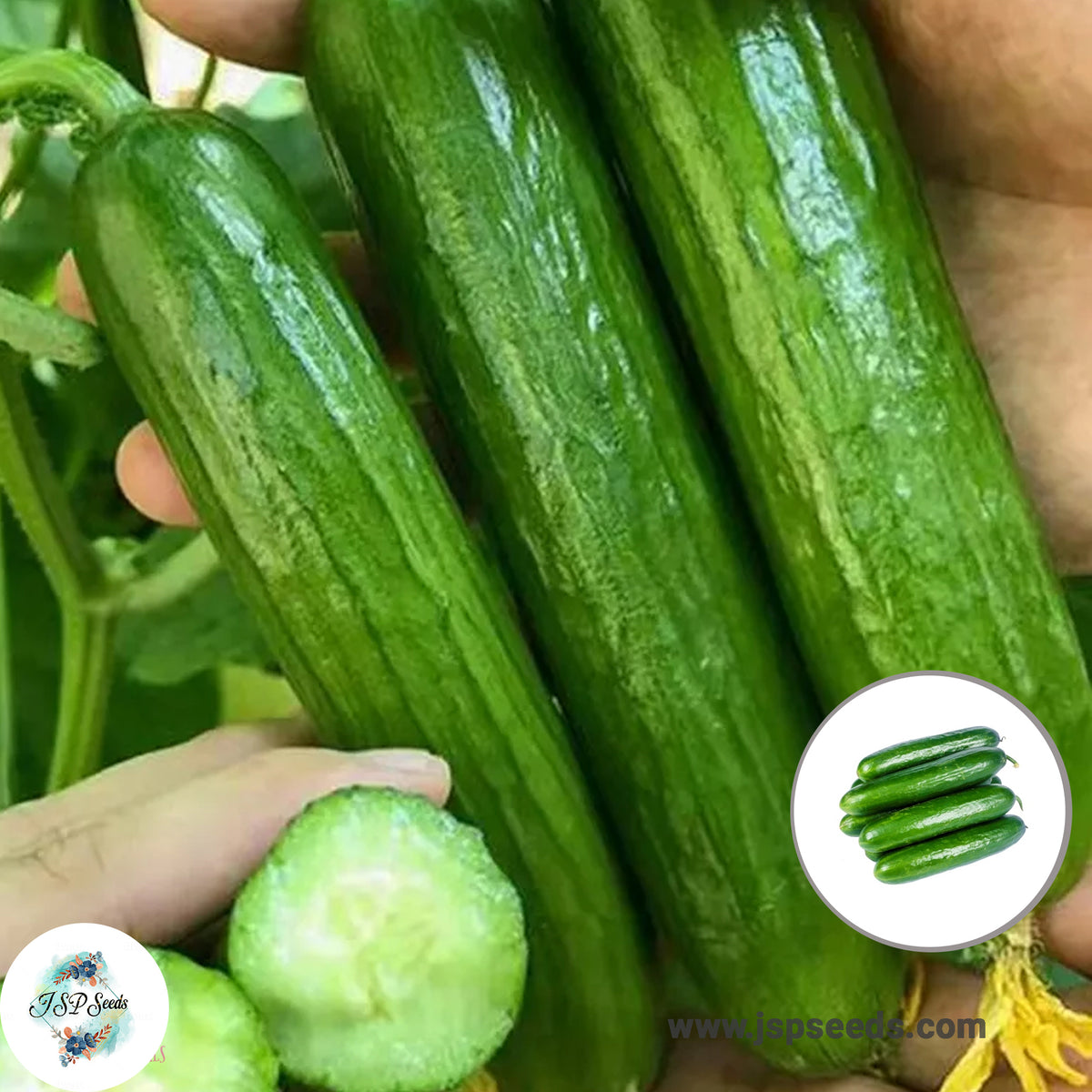 100 Mini Japanese Cucumber Heirloom Seeds (Vegetable Potted Plants)