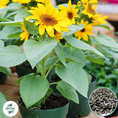 50 Dwarf Sunflower Potted Planting Flower Flores Home And Garden Plants Seeds