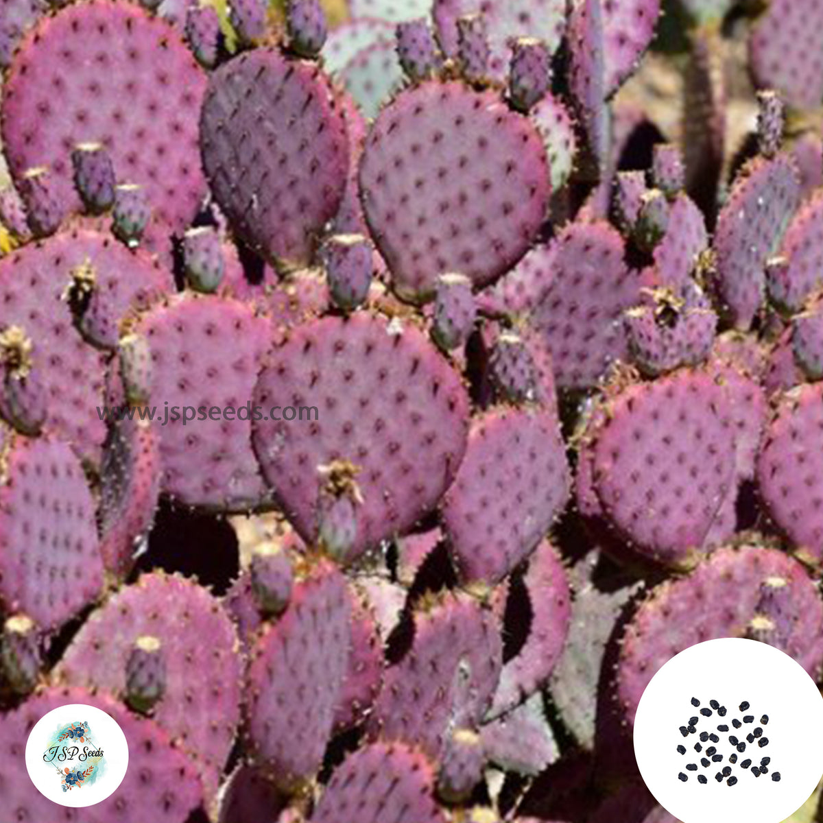 40 Seeds Opuntia violacea v. santa rita Cactus Succulent seeds