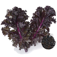 100 Scarlet Kale Organic Heirloom Seeds (Vegetable) Non Gmo