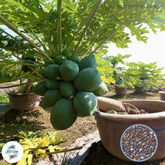 50 Giant Fresh Papaya Bonsai Natural Organic Fruit Tree Perennial Plants Bonsai Spring