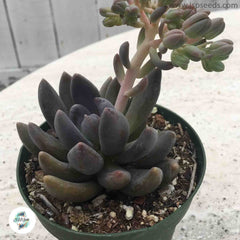 Echeveria haagai (tolimanensis) / 40 seeds