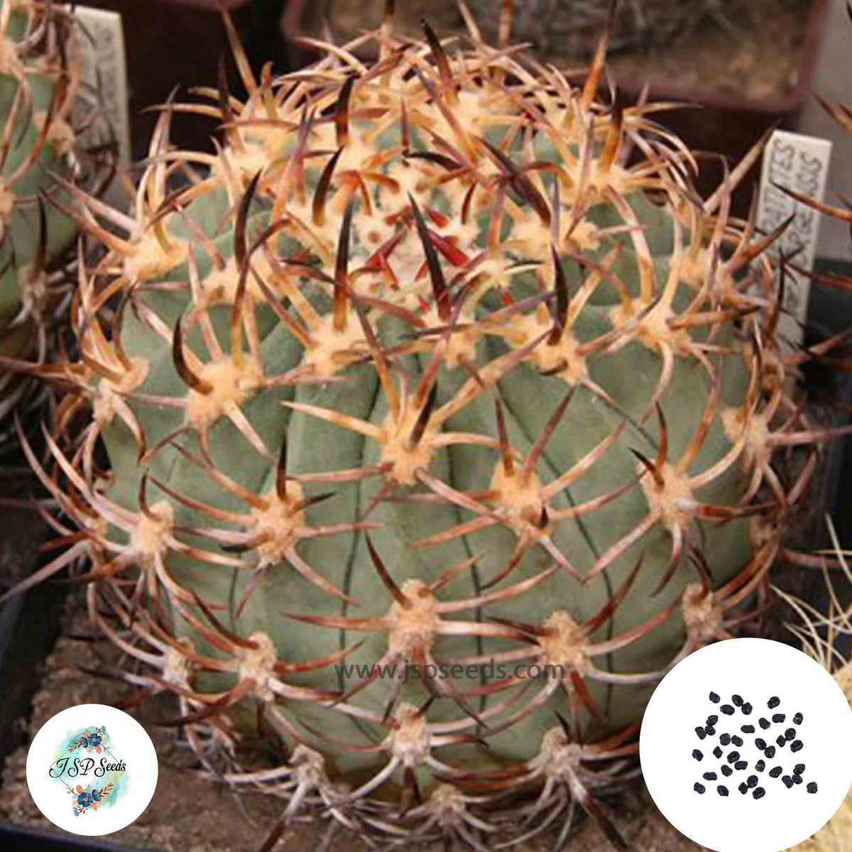 40 Seeds Eriosyce aurata Cactus Succulent seeds