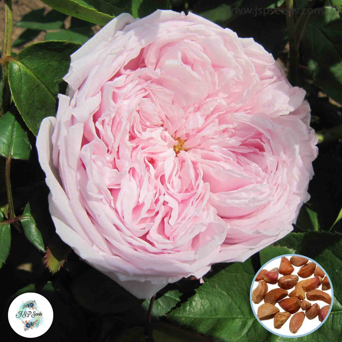 50 Heirloom St. Swithun English Rose flower Bonsai Garden Seeds