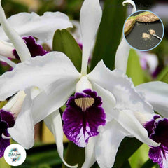 50 White Purple Lips Cattleya Orchid flower Seeds (Flower Garden Potted Plants)Thailand Orchids