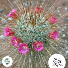 40 Seeds Mammillaria magnifica Cactus Succulent seeds