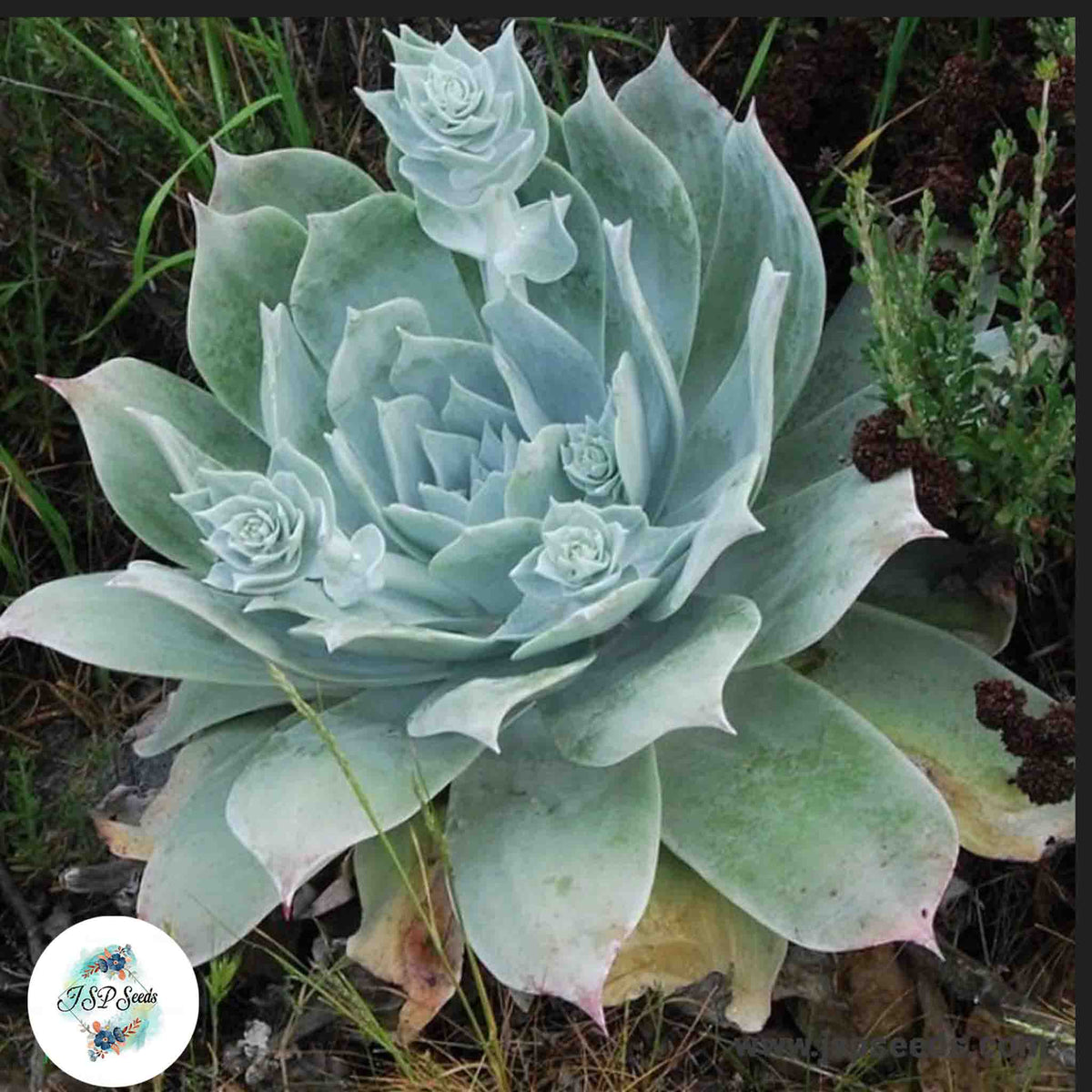 Dudleya pulverulenta / 40 seeds (Chalk liveforever, Chalk dudleya)