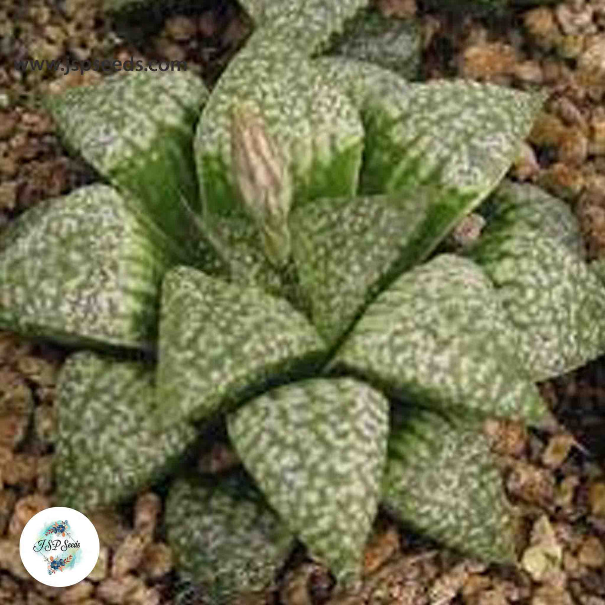 Haworthia emelyae ‘picta’ / 40 seeds [RARE]