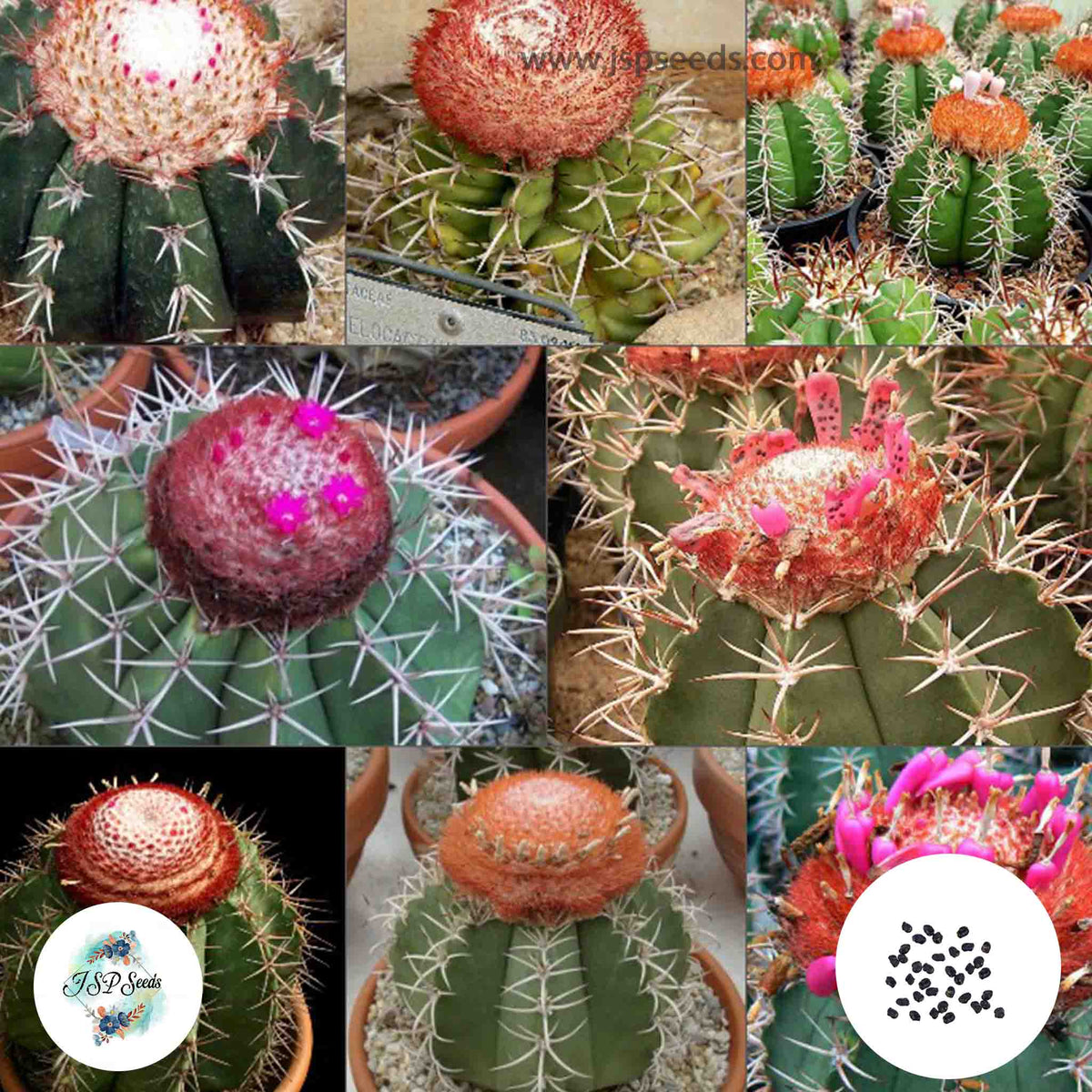 40 Seeds Melocactus Mix Cactus Succulent seeds