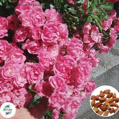 50 Heirloom Thai Pink Mini Miniature Rose Rosa bush Fragrant flower Bonsai Garden Seeds