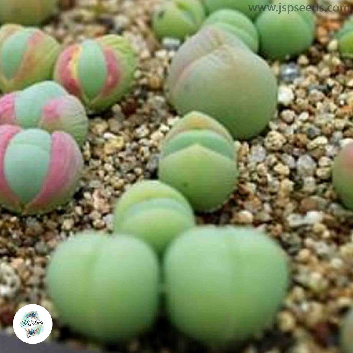 Gibbaeum comptonii / 40 seeds