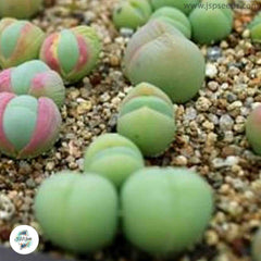 Gibbaeum comptonii / 40 seeds