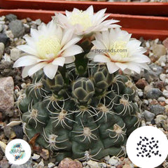 40 Seeds Gymnocalycium altagraciense Cactus Succulent seeds