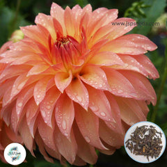 50 Newaukum Honey Dahlia Seeds (Flower Garden Potted Plants)