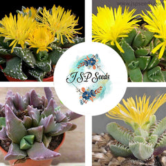 Faucaria mix / 40 seeds (Tiger Jaws, Shark’s Jaws)