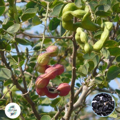 20 Manila Tamarind Fruit Seeds, Pithecellobium dulce (Roxb.) Benth (Asia Fruit)