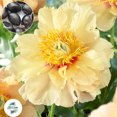 20 Prairie Charm Peony Paeoniaceae Paeonia suffruticosa Tree Flower Plant Seeds (Lucky Flower) (Flower Garden Potted Plants)