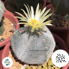 40 Seeds Astrophytum Mix Cactus Succulent seeds